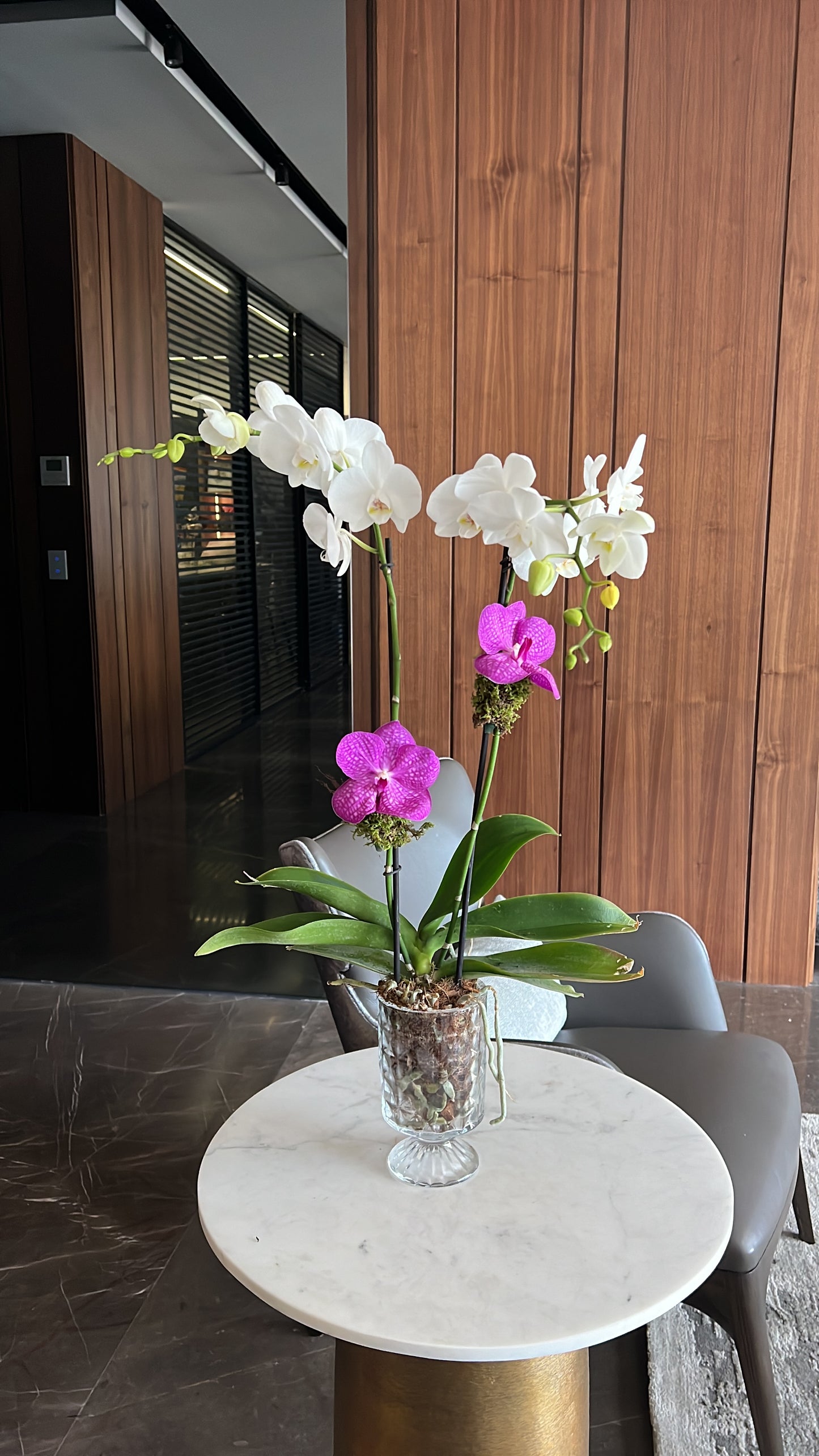 Classic Orchid in Crystal Vase