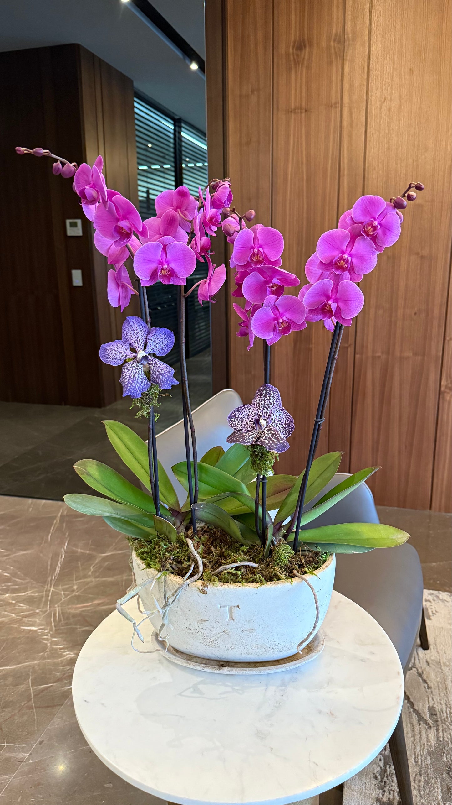 Pair of Orchids