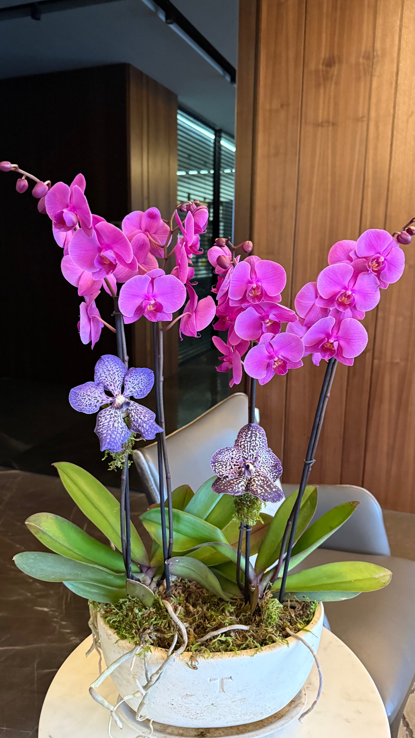 Pair of Orchids