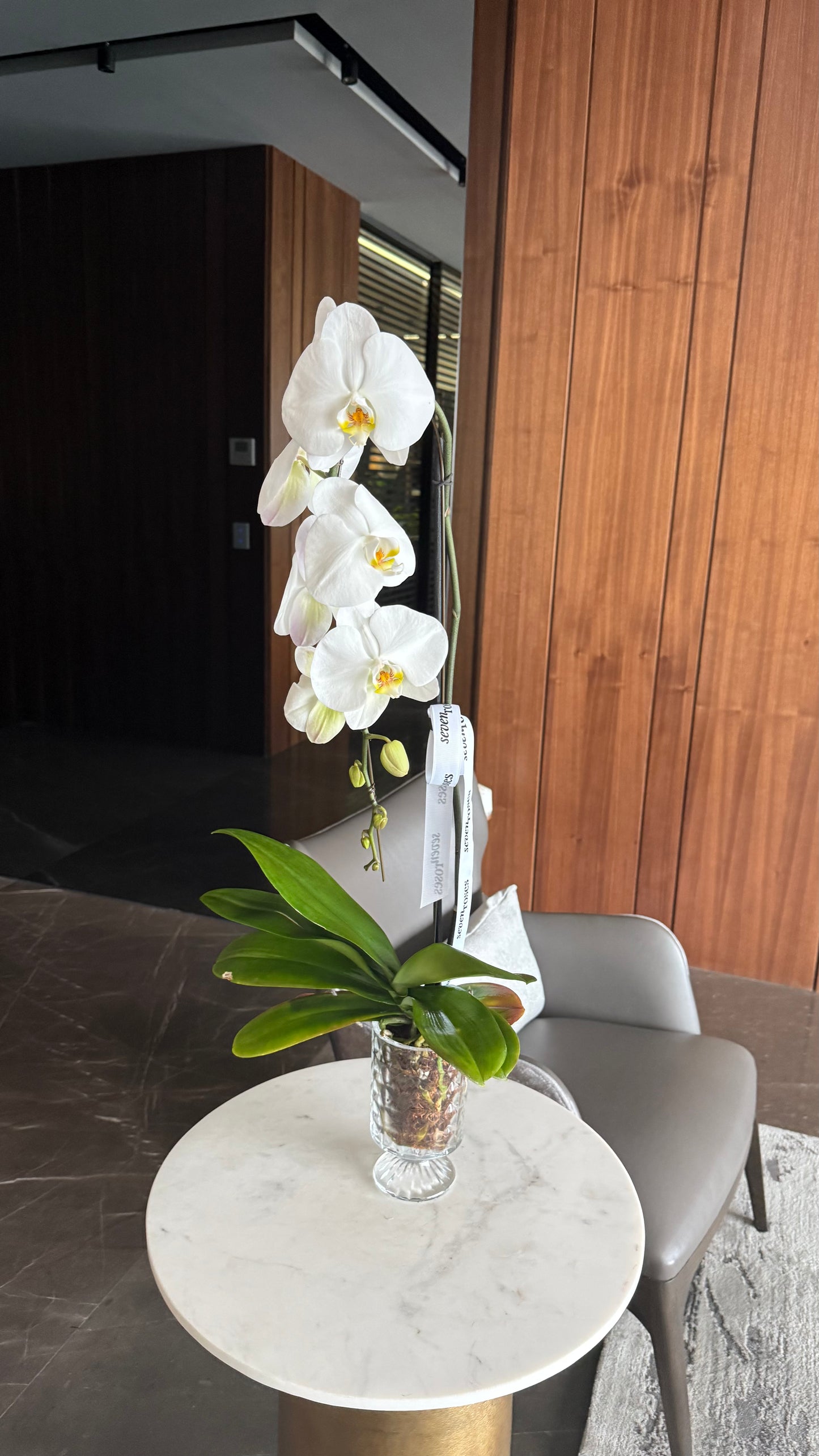 Single Cascade Orchid