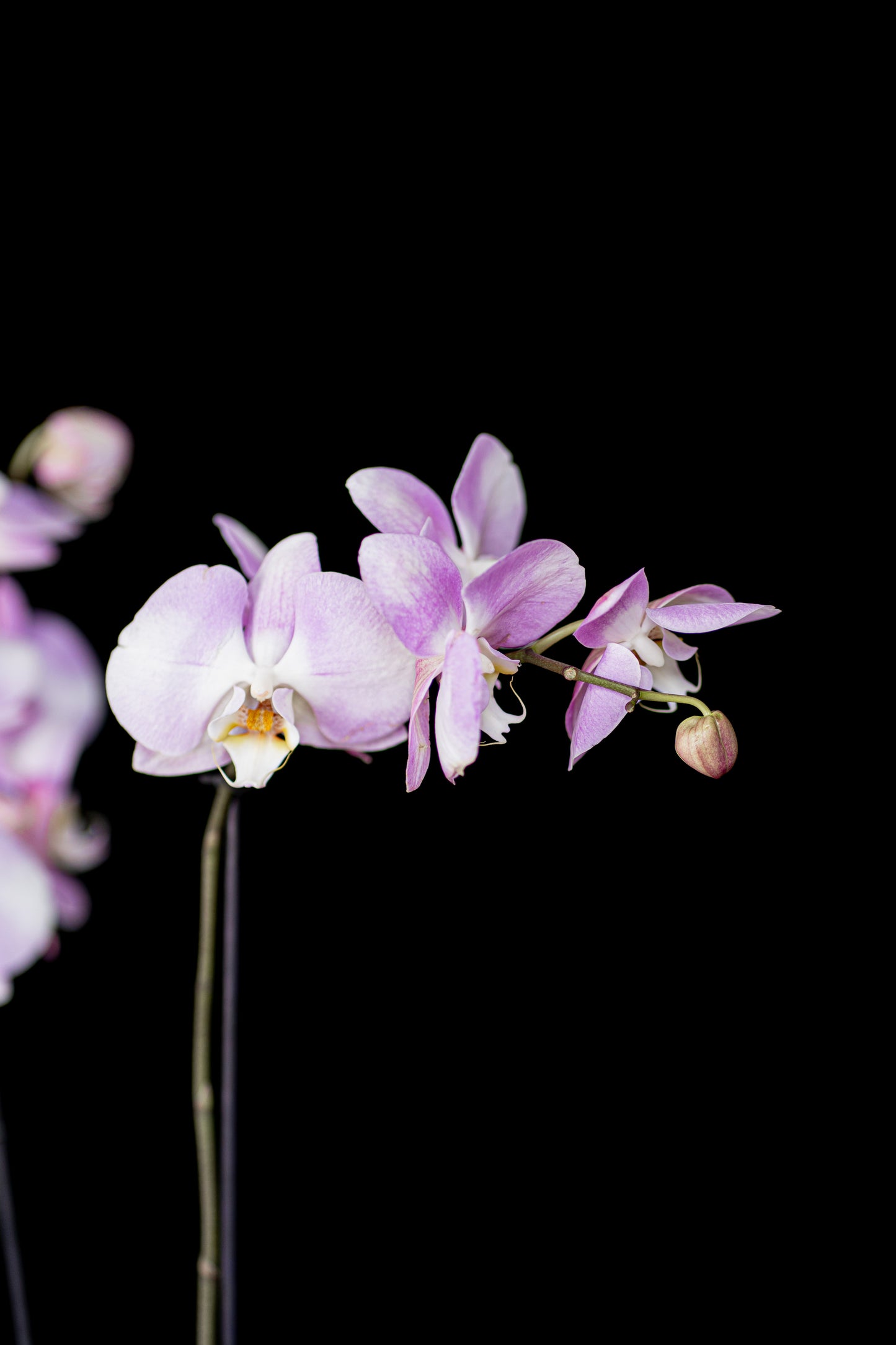 Classic Orchid in Crystal Vase