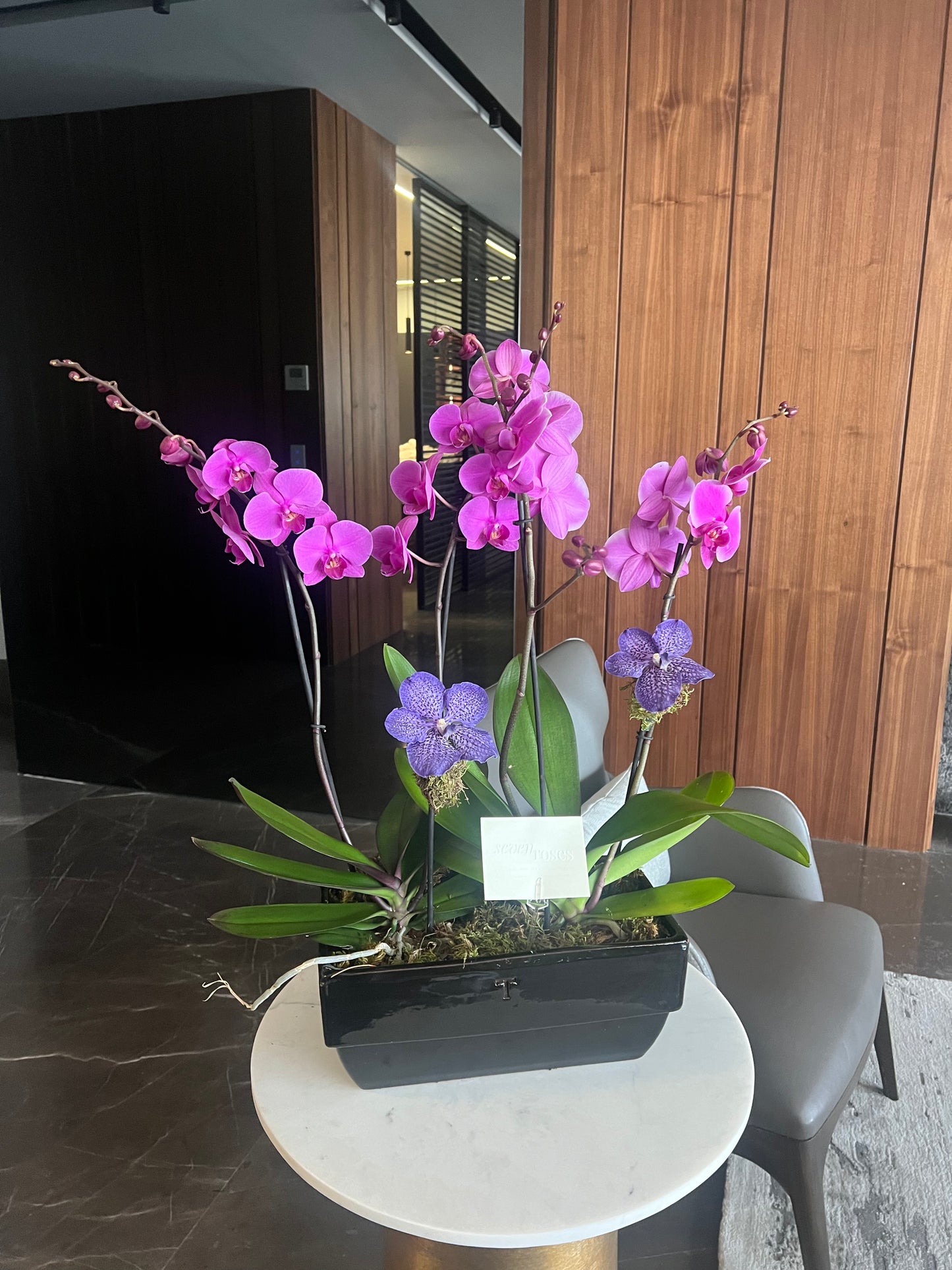 Pair of Orchids
