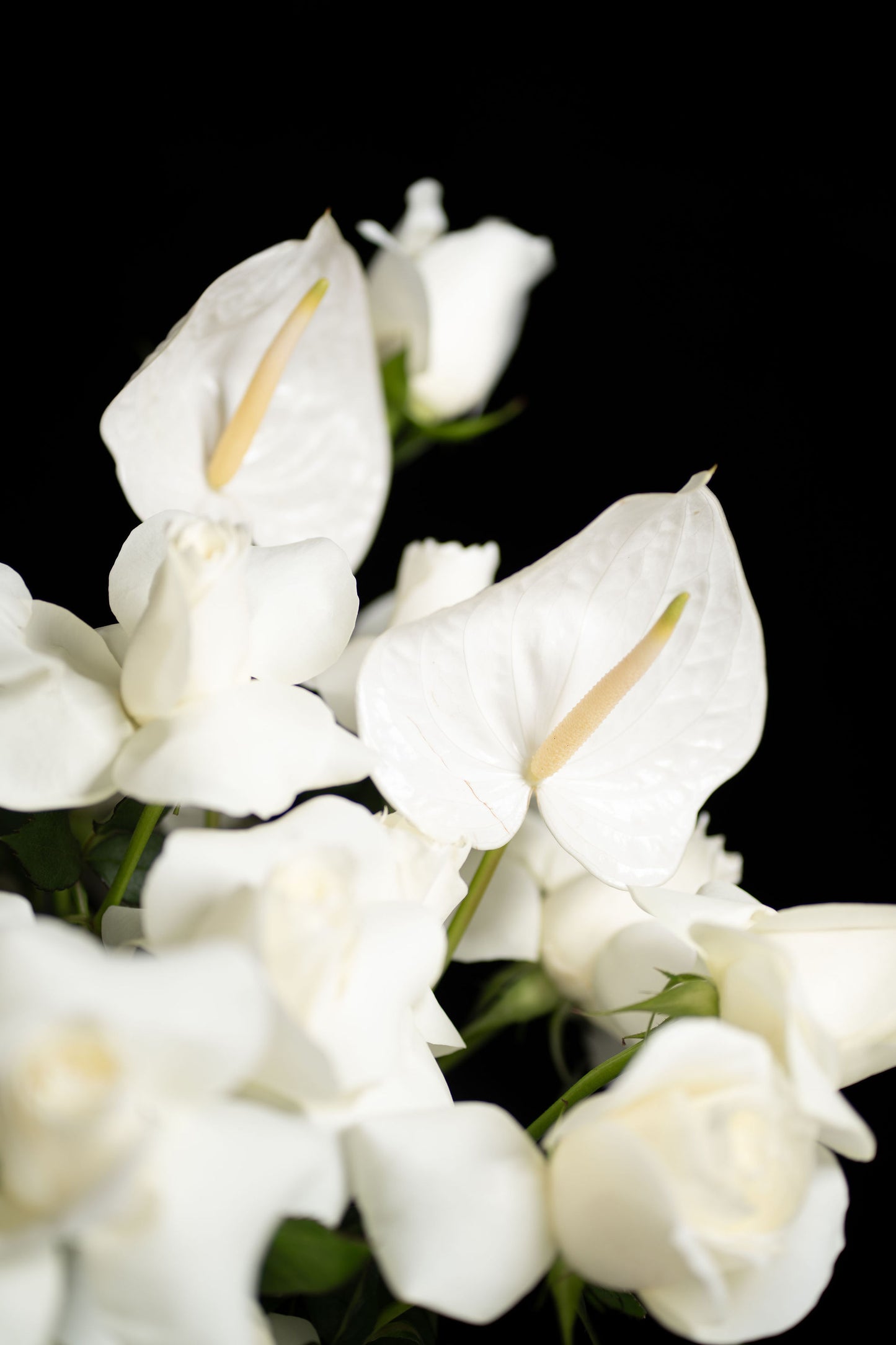 Forever in White