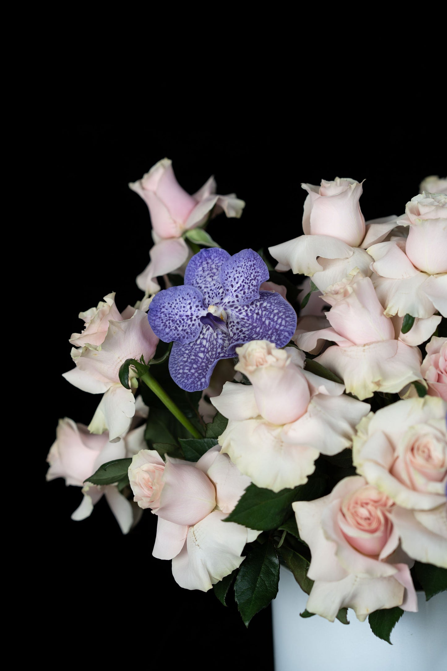 Purple and pinks