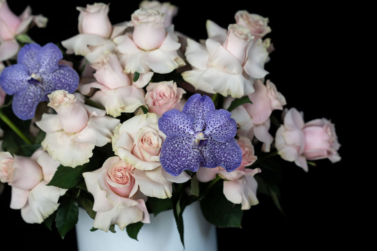 Purple and pinks