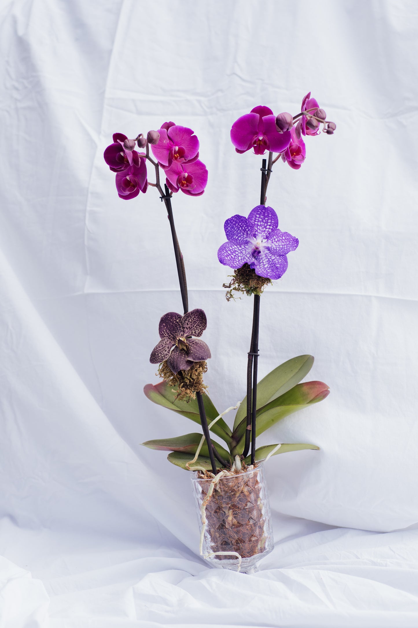 Orquid for Mom in Purple