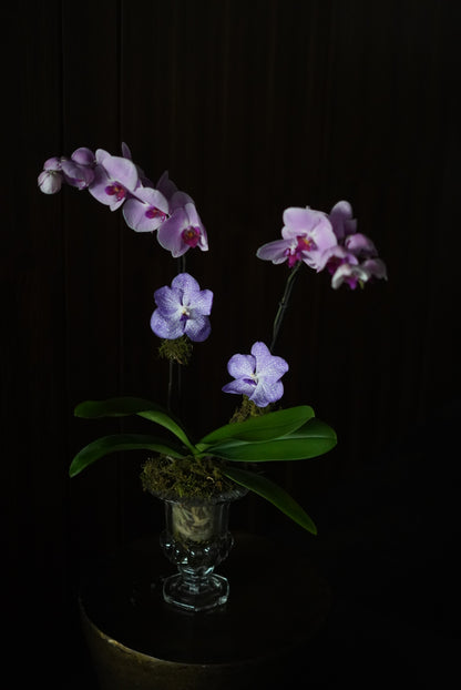 Classic Orchid in Crystal Vase