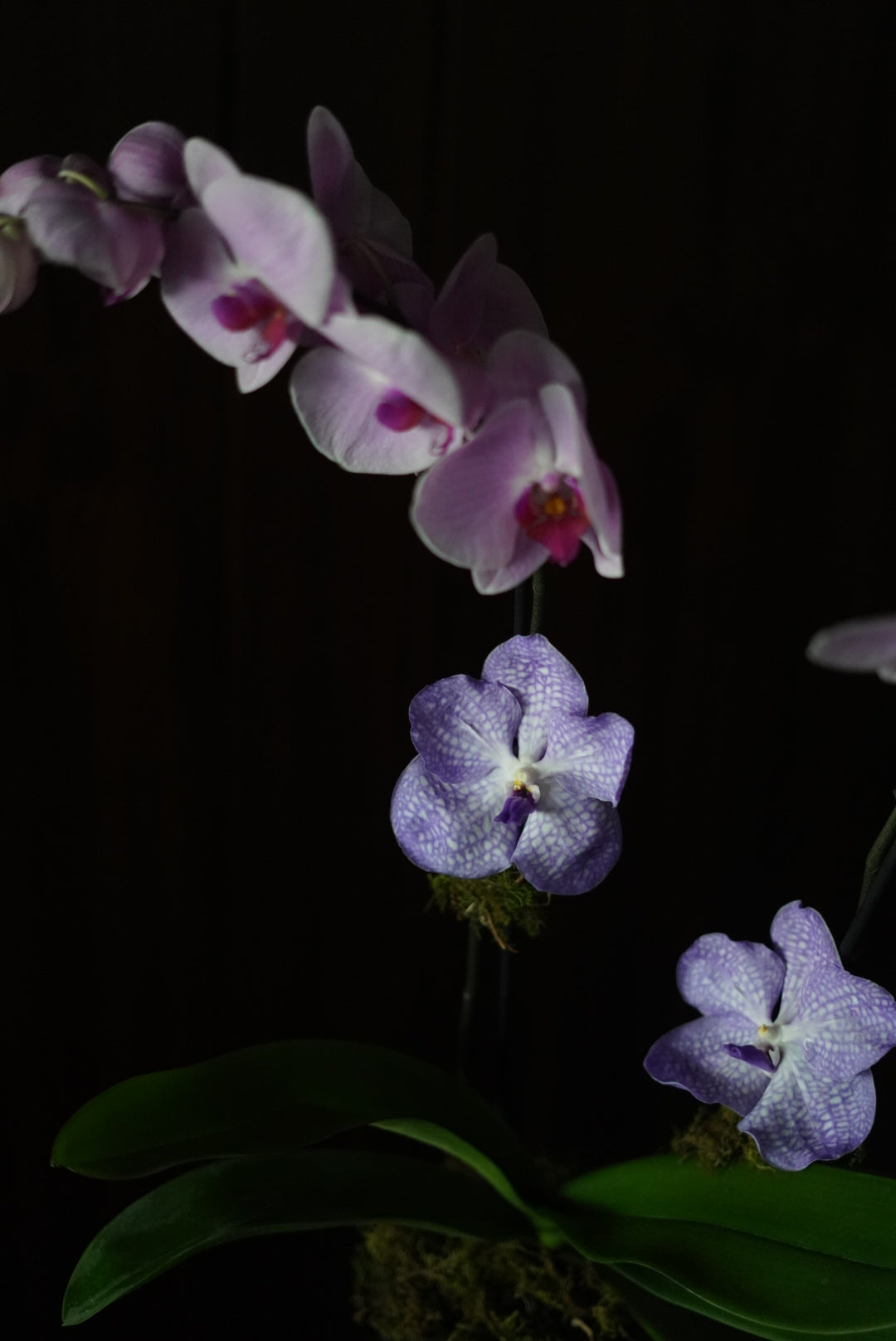 Classic Orchid in Crystal Vase
