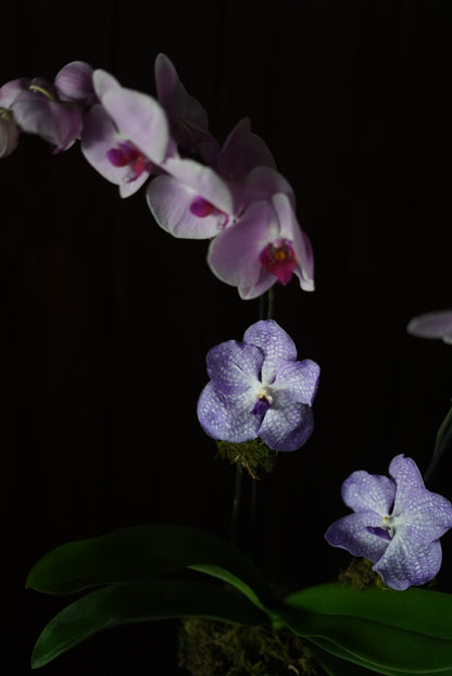 Classic Orchid in Crystal Vase