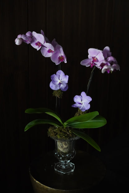 Classic Orchid in Crystal Vase