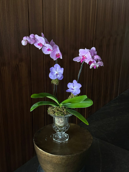 Classic Orchid in Crystal Vase