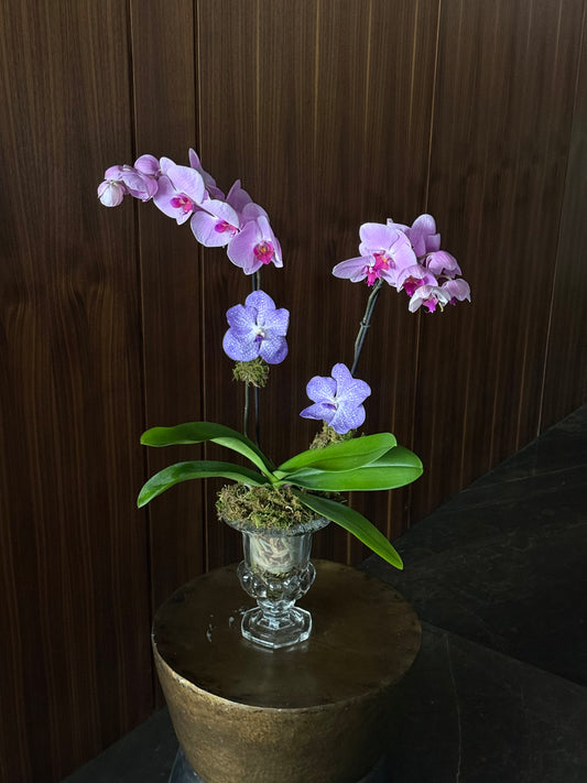 Classic Orchid in Crystal Vase