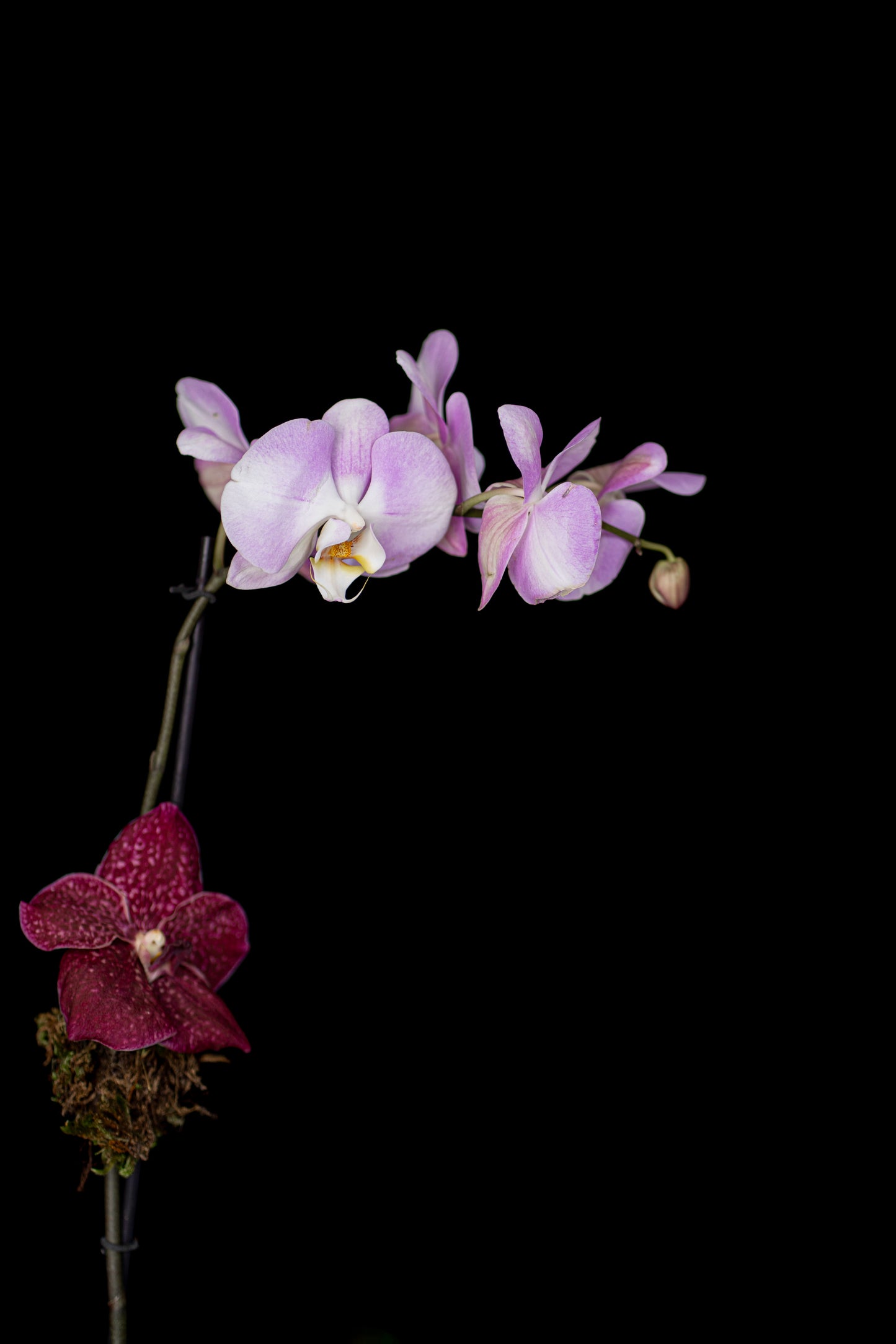 Classic Orchid in Crystal Vase