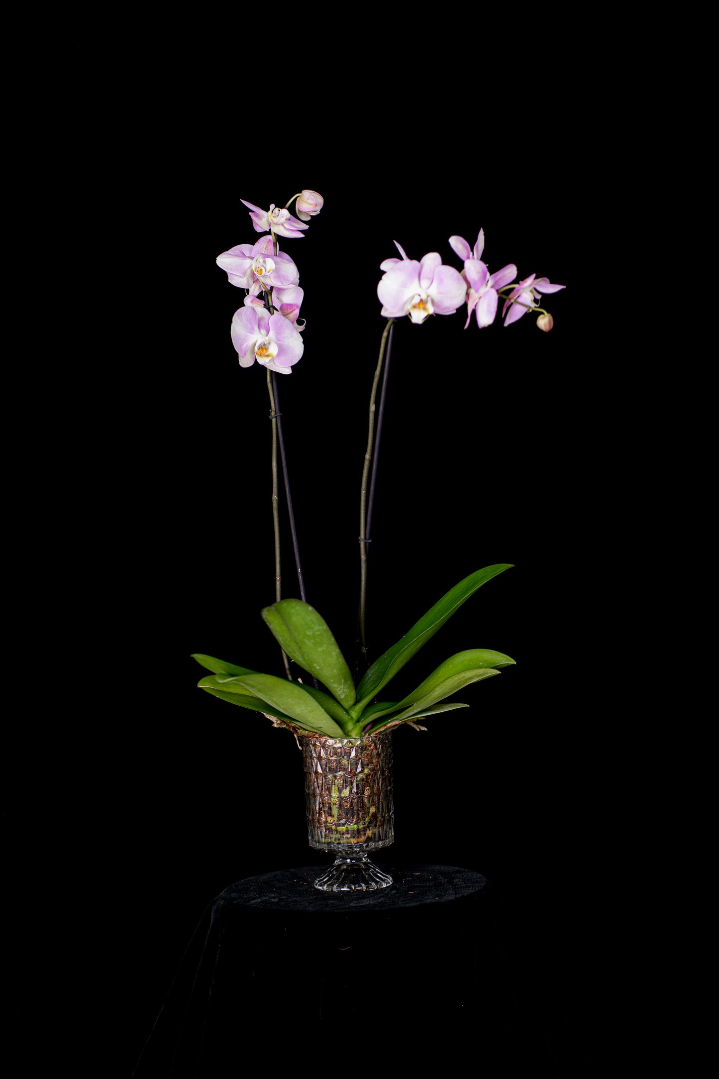 Classic Orchid in Crystal Vase