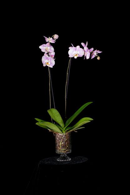 Classic Orchid in Crystal Vase