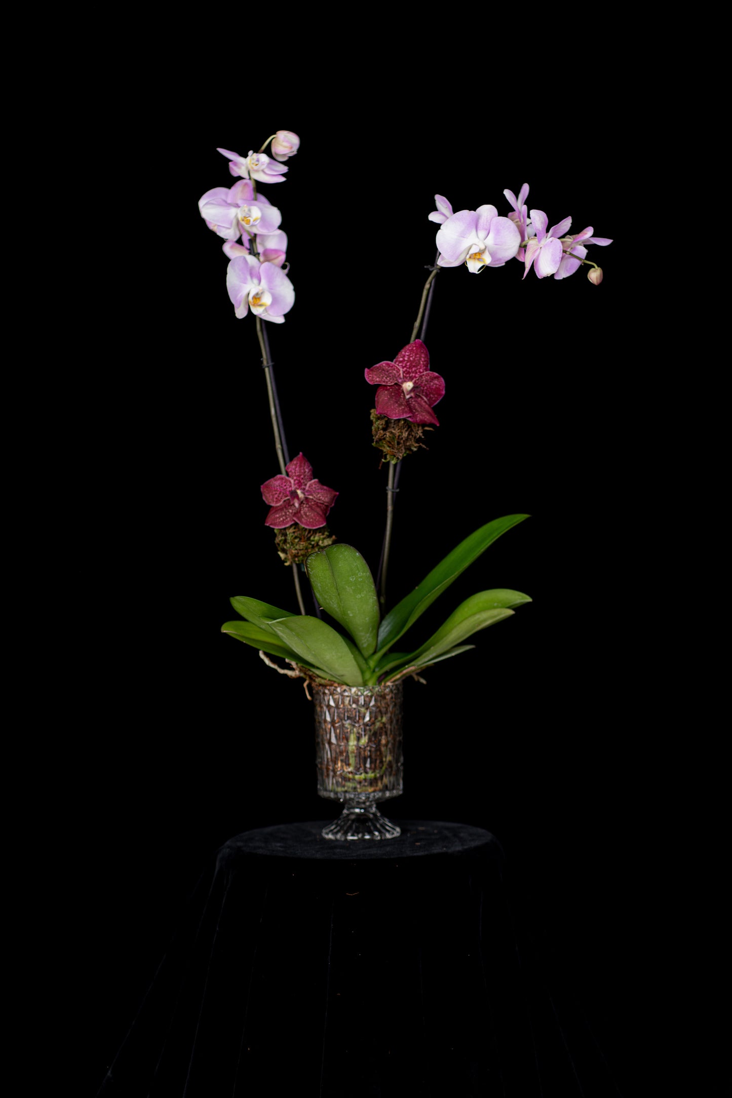 Classic Orchid in Crystal Vase