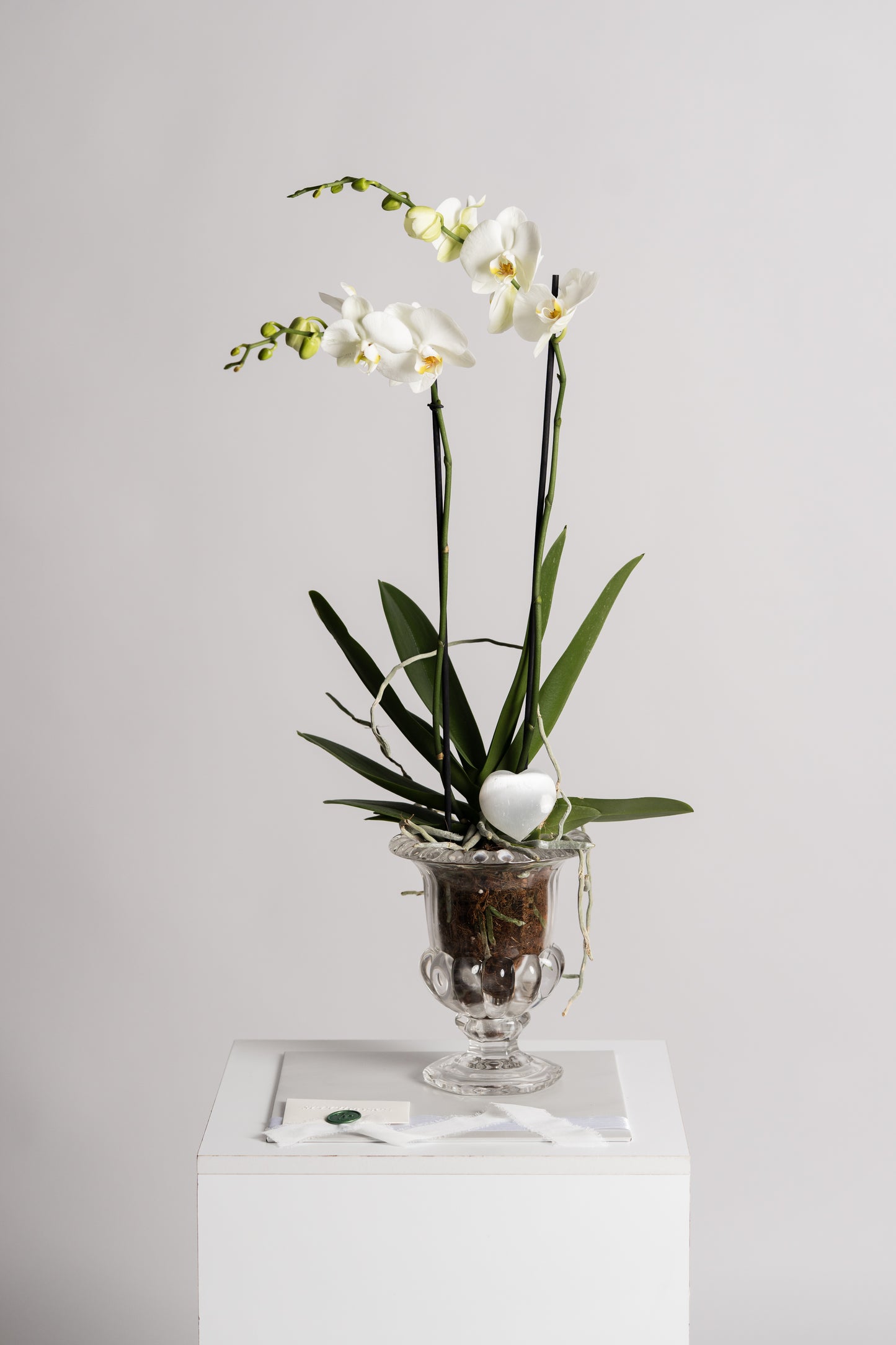 Kit White Orchid