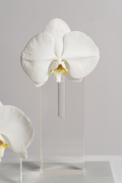 Kit Minimal White