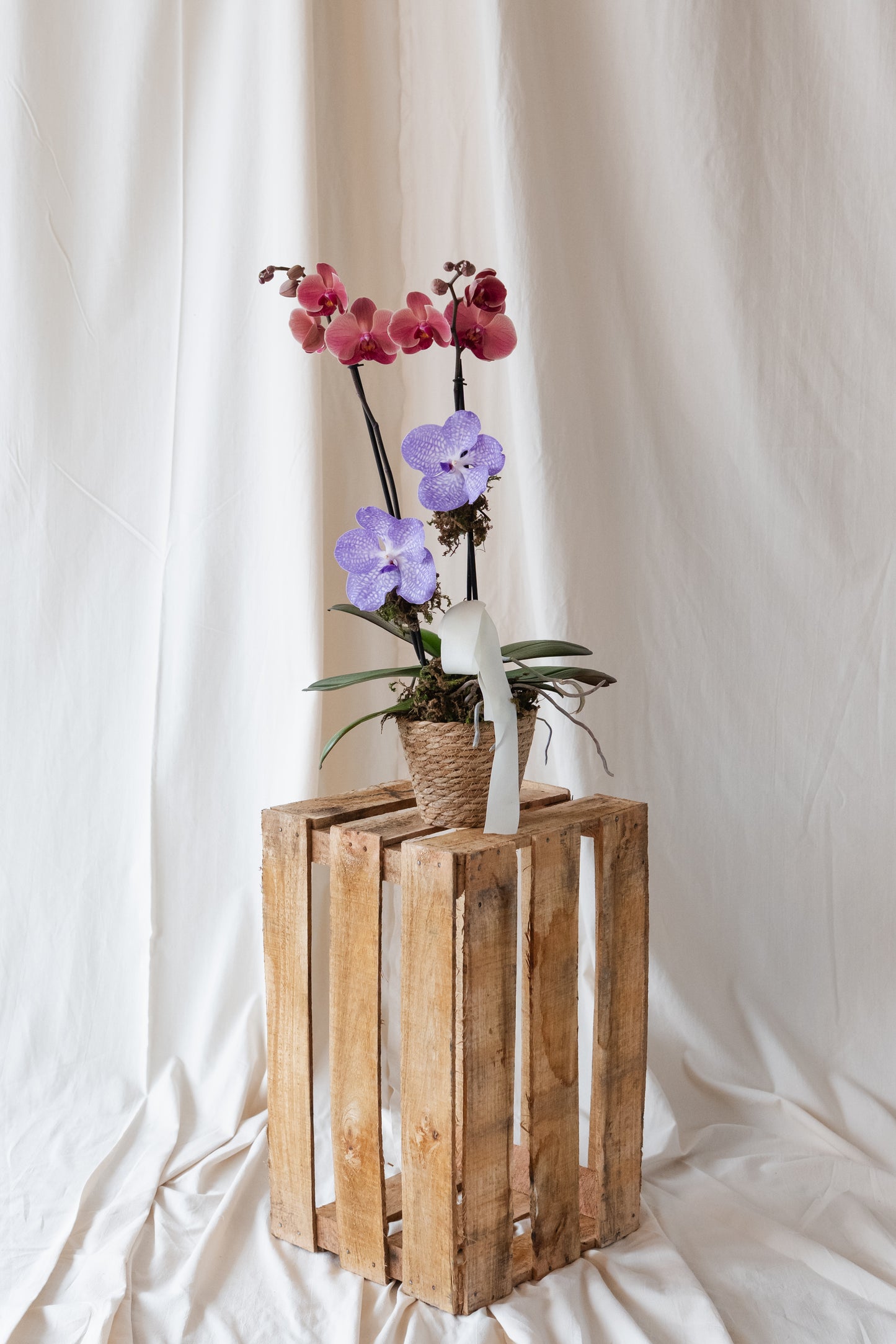 Orchid for Mom