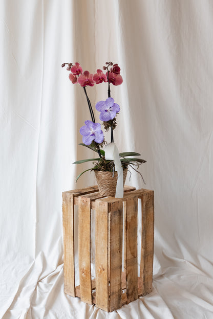 Orchid for Mom