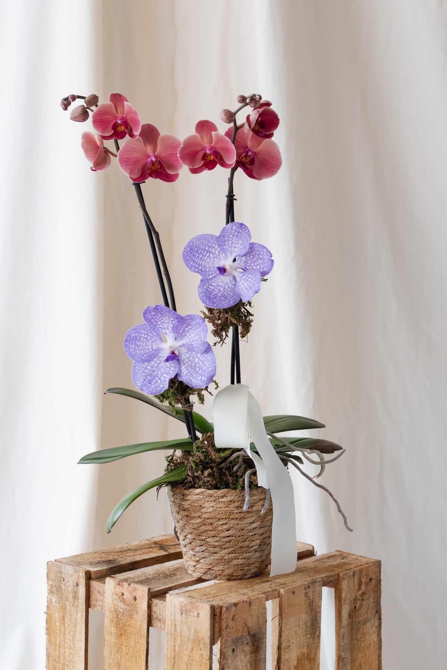 Orchid for Mom