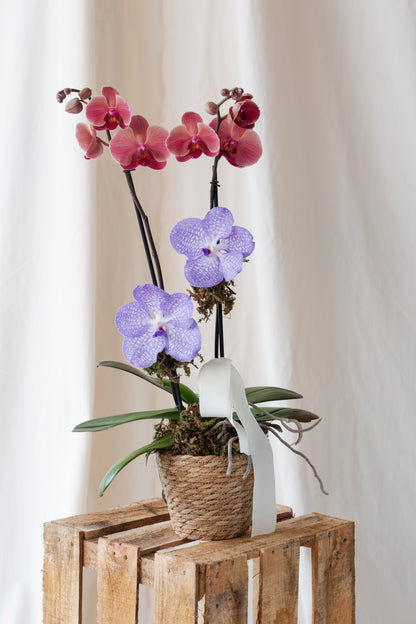 Orchid for Mom