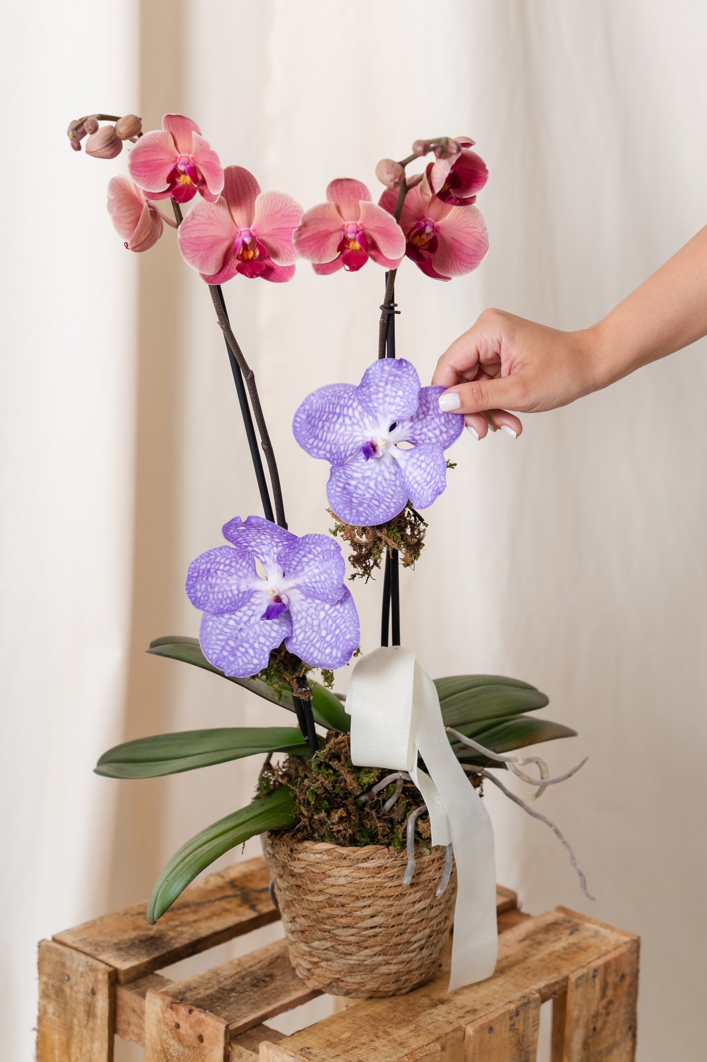 Orchid for Mom