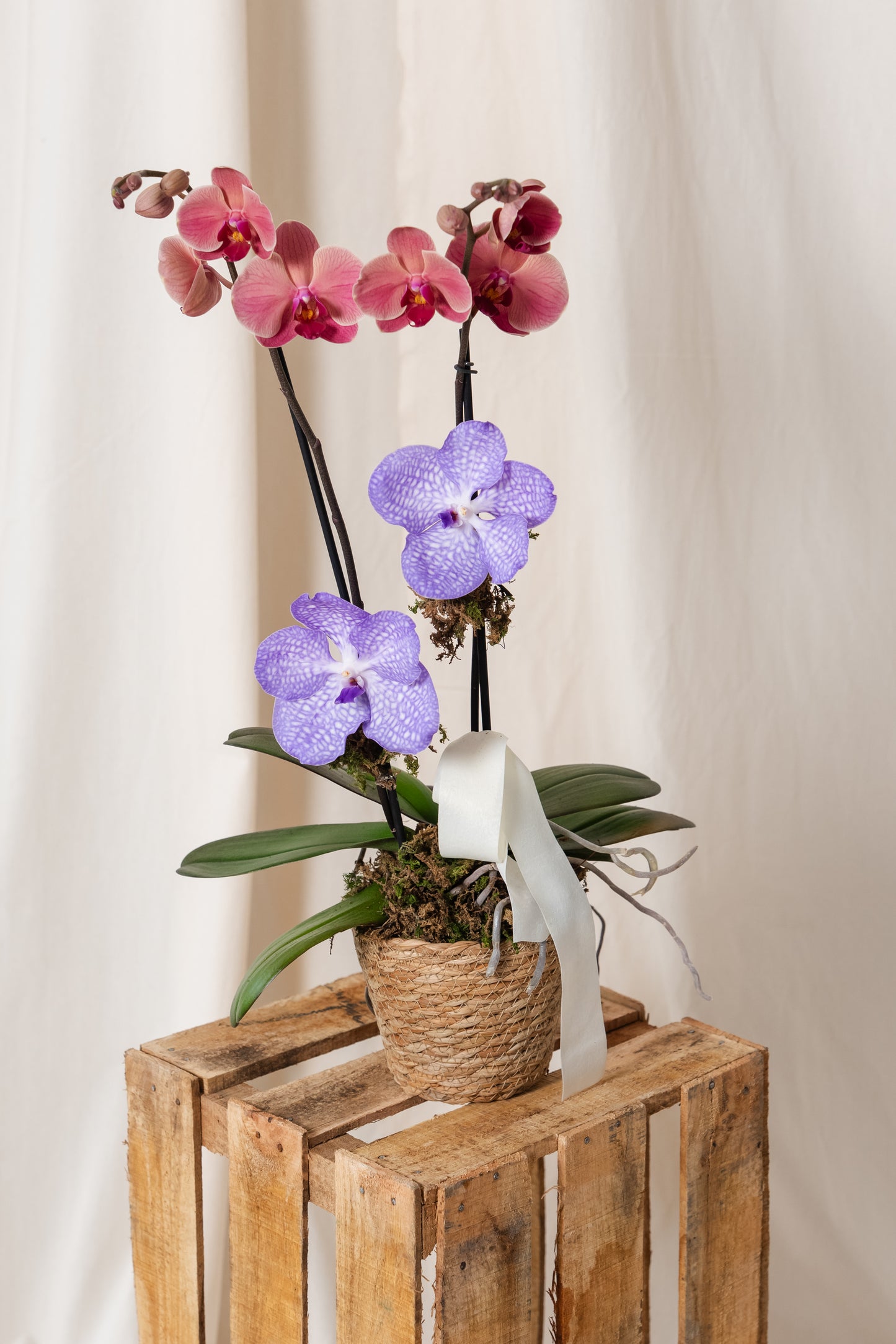 Orchid for Mom
