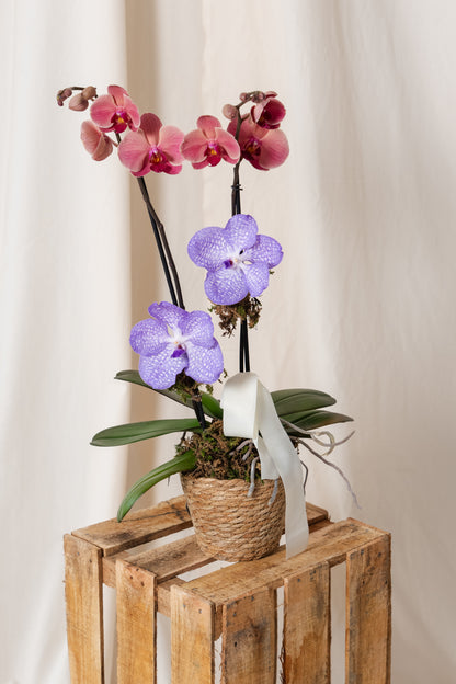 Orchid for Mom
