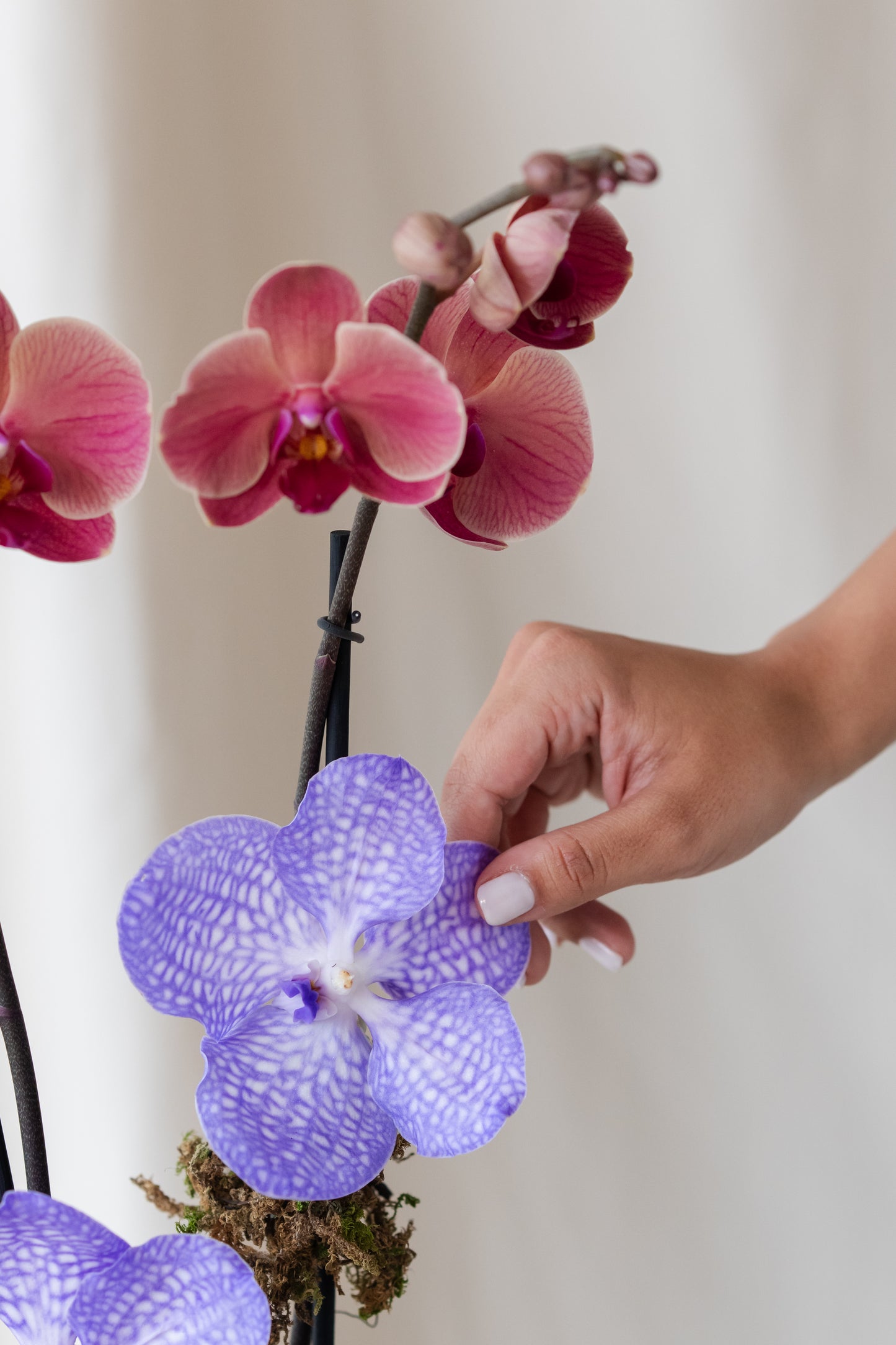Orchid for Mom