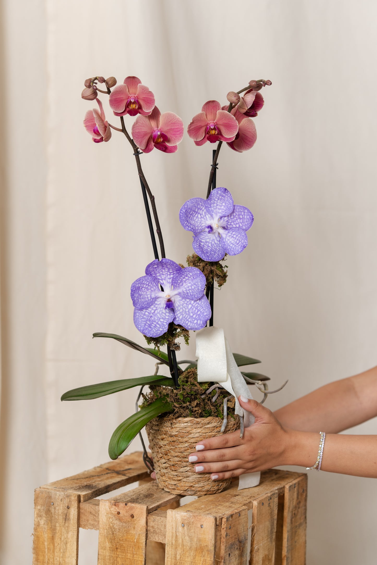 Orchid for Mom