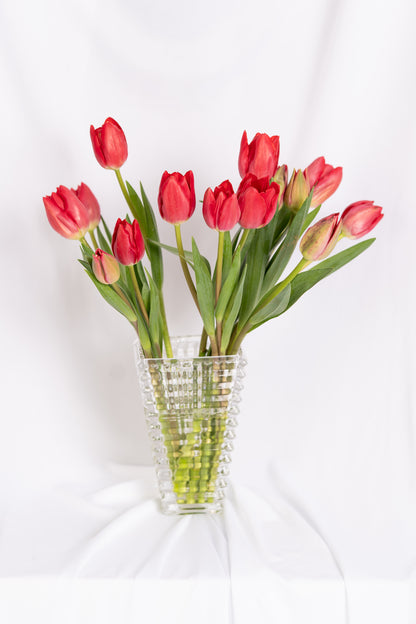 Red Tulips