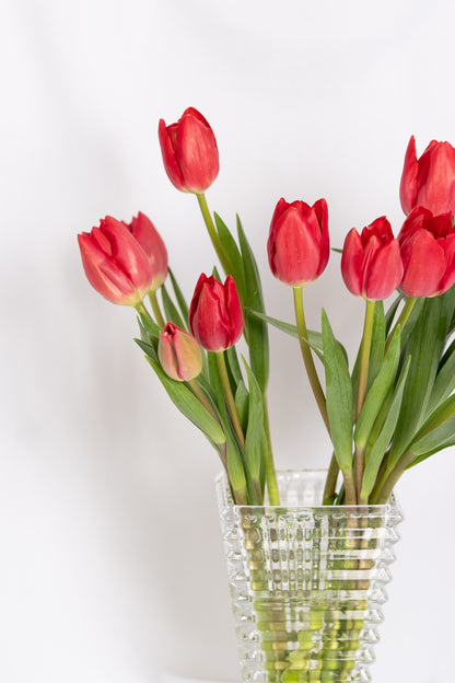 Red Tulips