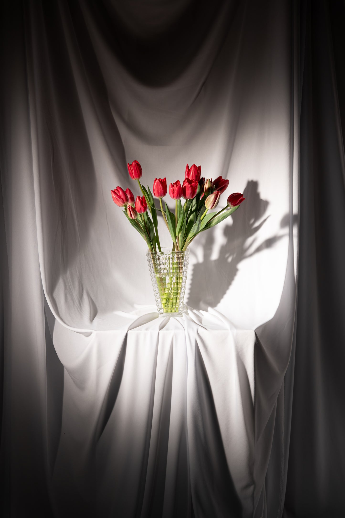 Red Tulips