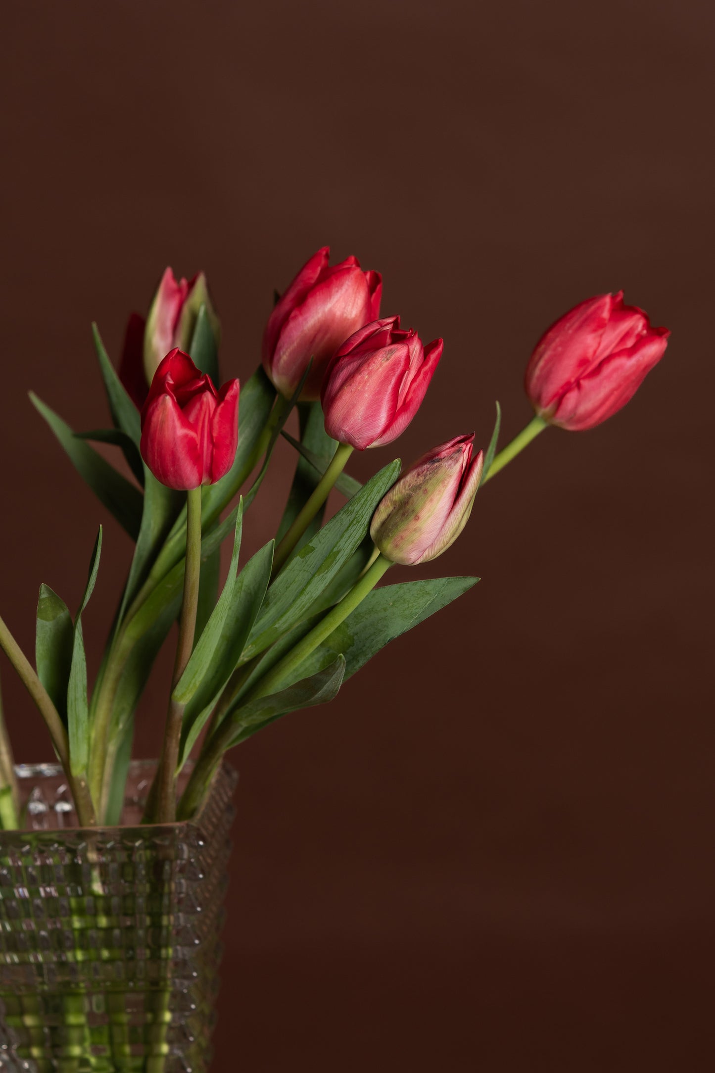 Red Tulips