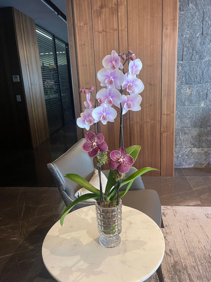 Classic Orchid in Crystal Vase